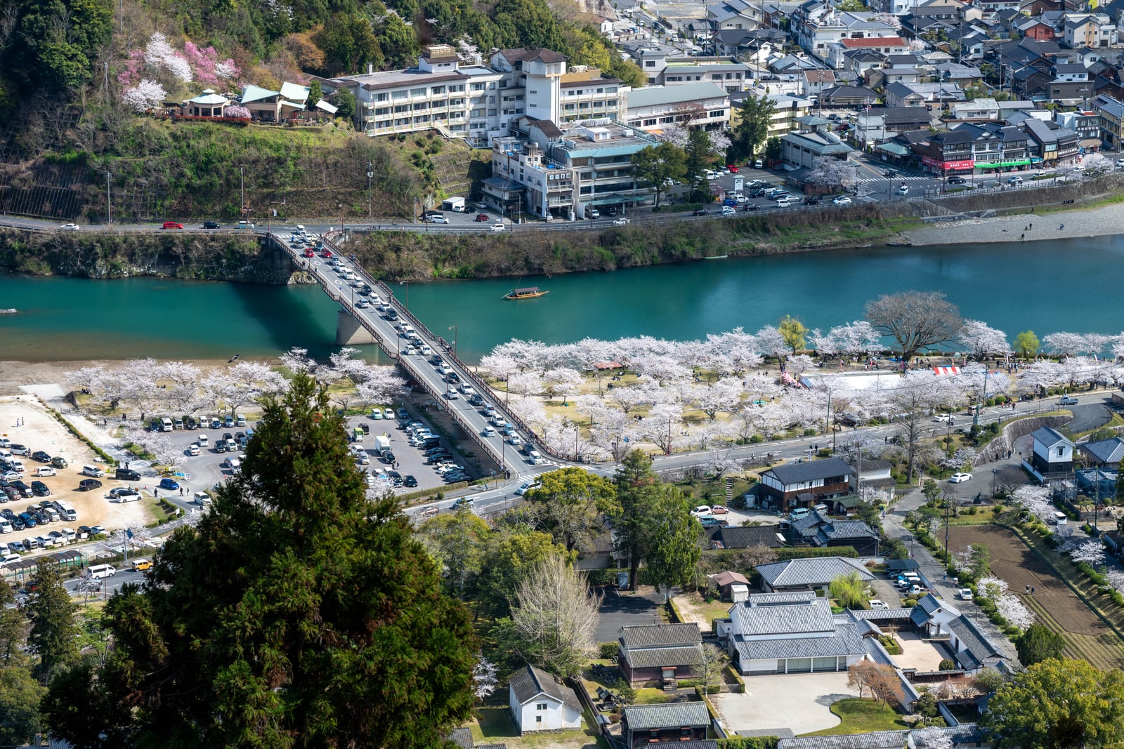 岩國城二之丸跡俯瞰錦帶橋與滿開櫻花景色｜2025/04 西日本賞櫻