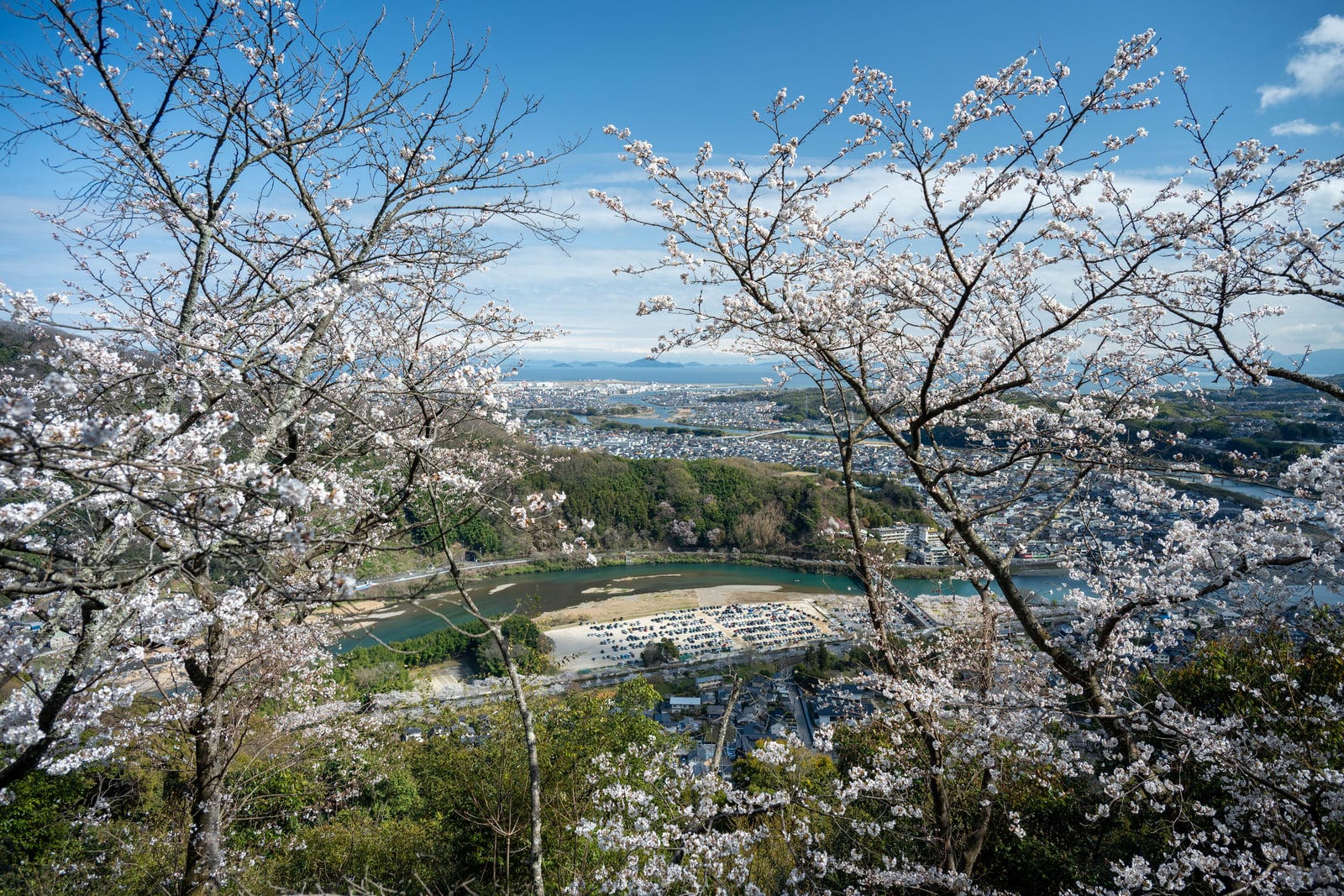 櫻花枝椏框景下的岩國市街與河流風光｜2025/04 西日本賞櫻