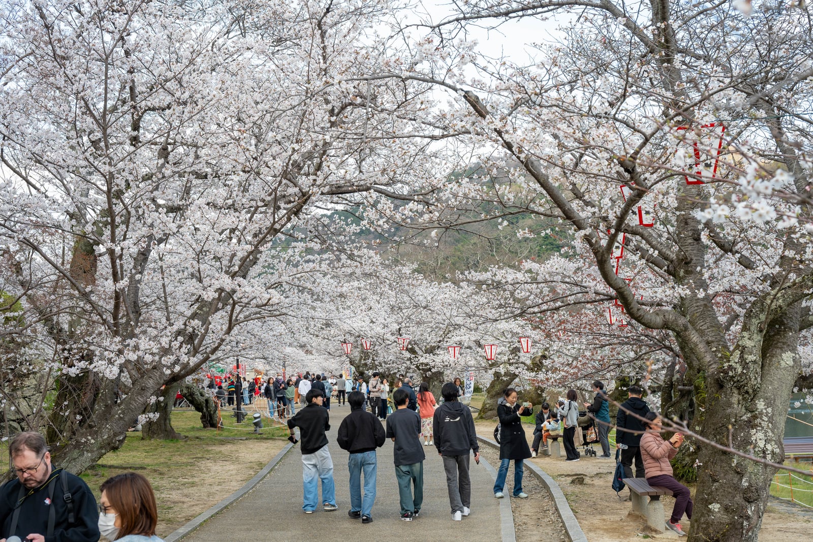 繁花簇擁的步道與賞花人潮｜2025/04 西日本賞櫻