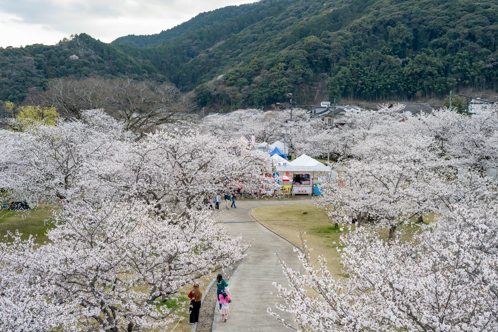 滿開櫻花海中的綠意步道與熱鬧市集｜2025/04 西日本賞櫻