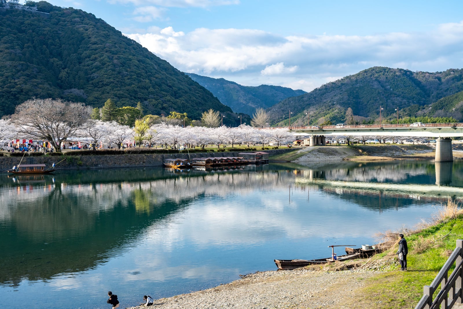 錦川畔滿開櫻花與古橋倒影｜2025/04 西日本賞櫻