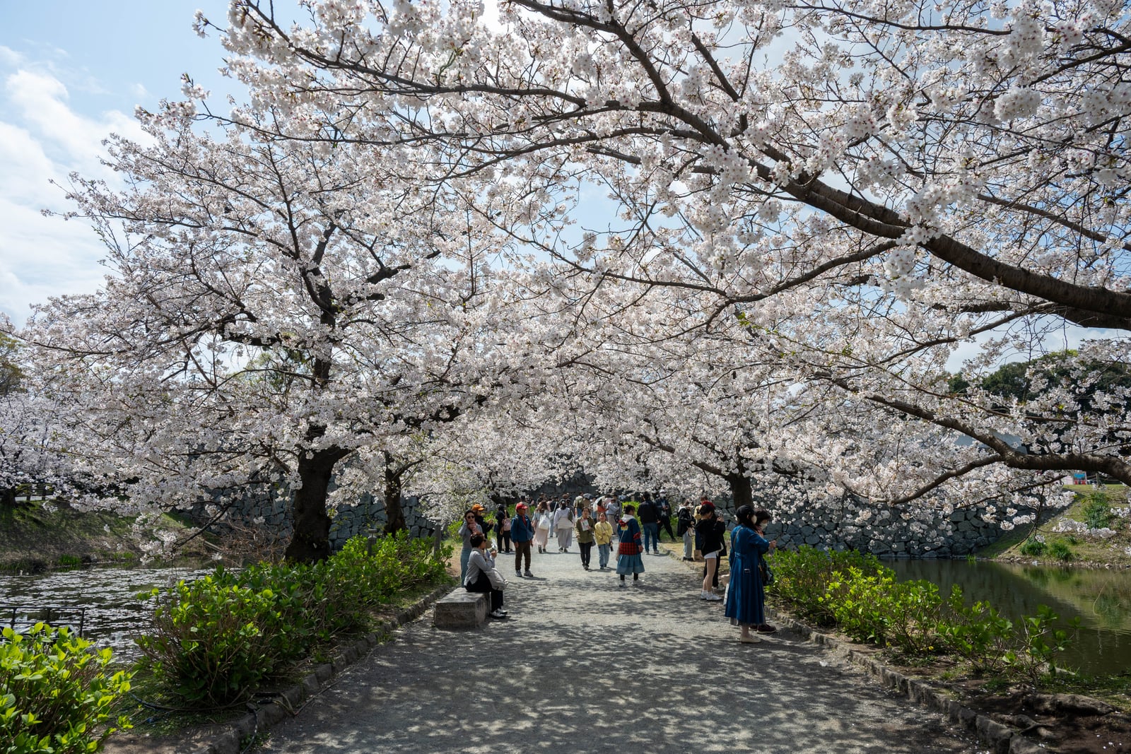 繁花簇擁的河畔小徑與漫步遊客｜2025/04 西日本賞櫻