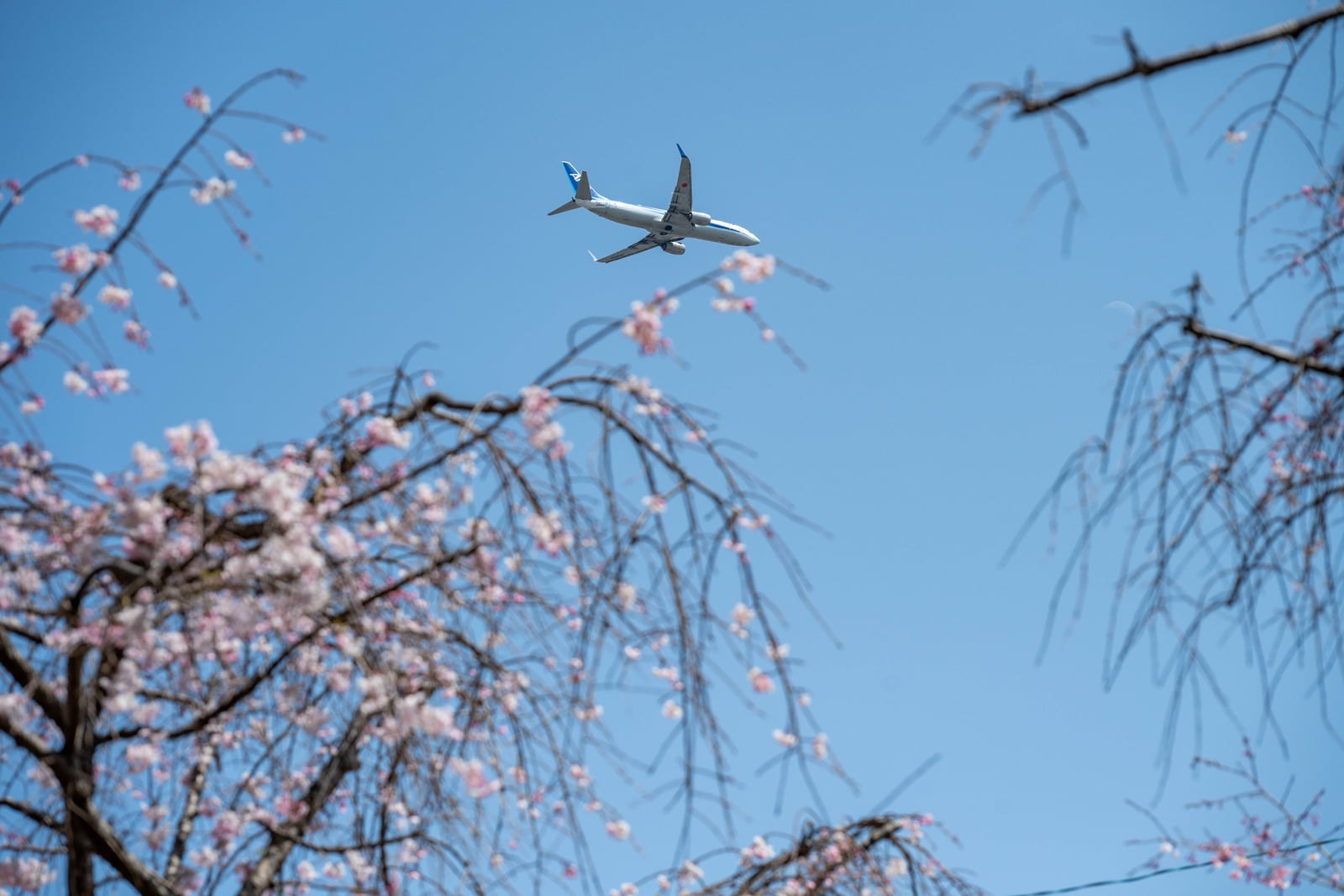 藍天櫻花枝頭與劃過天際的客機｜2025/04 西日本賞櫻
