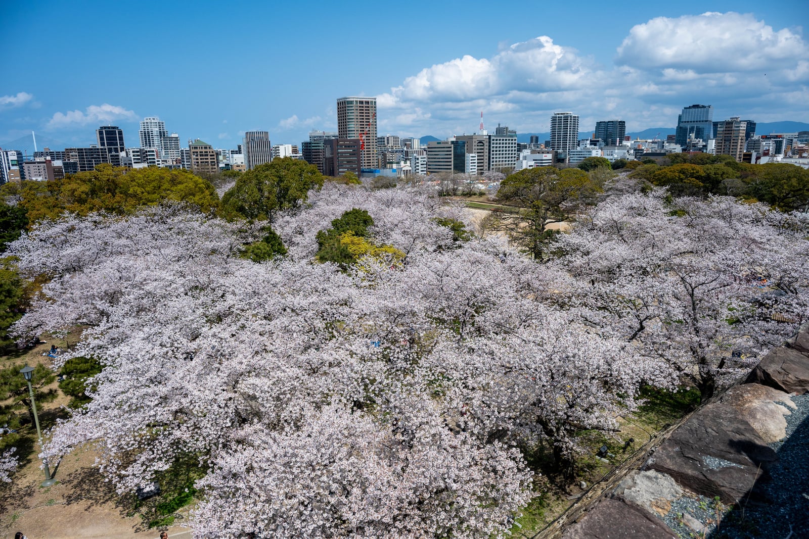 福岡城跡俯瞰滿開櫻花與城市風光｜2025/04 西日本賞櫻