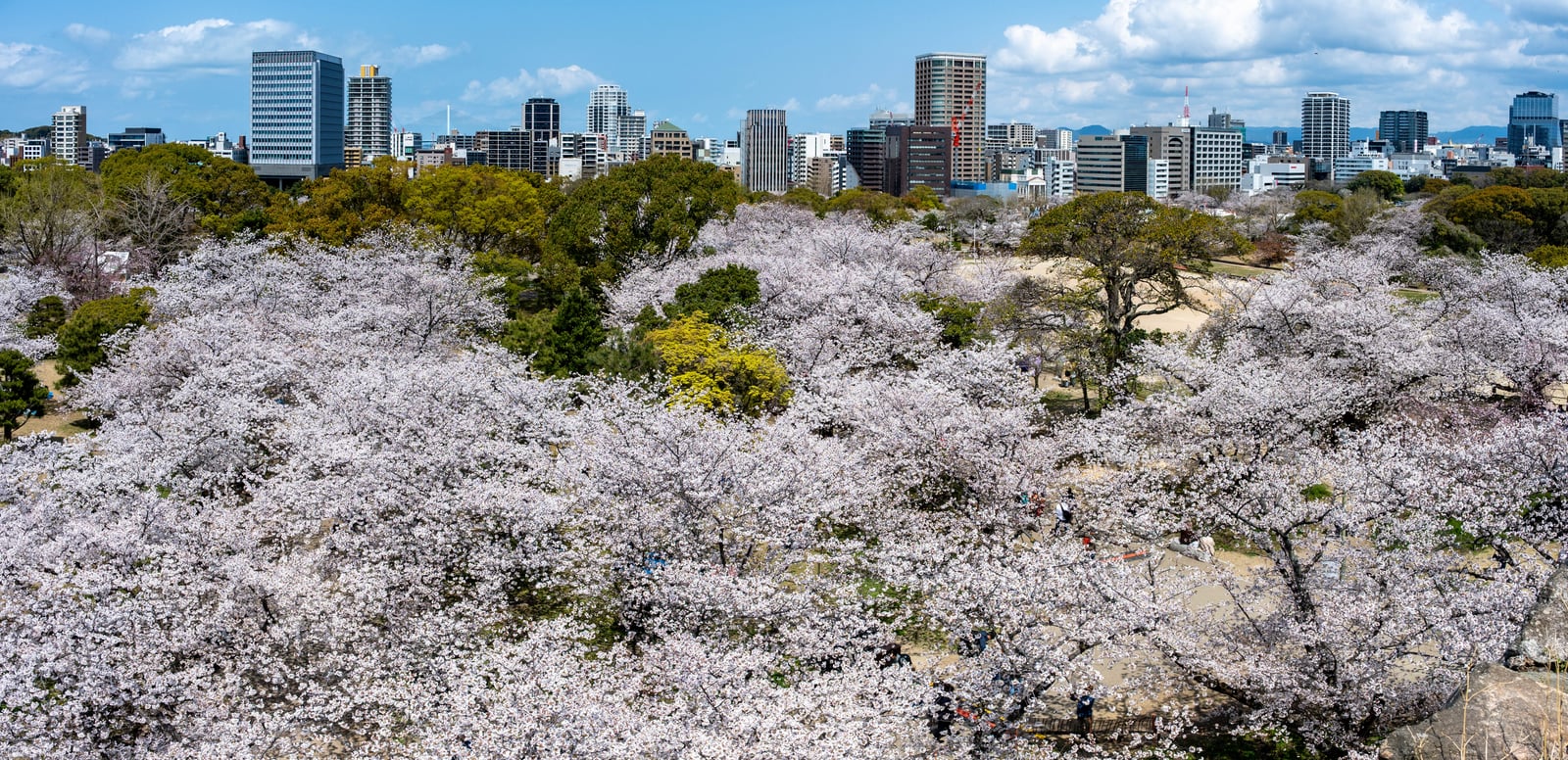 繁花簇擁的城市天際線與粉白櫻花海｜2025/04 西日本賞櫻