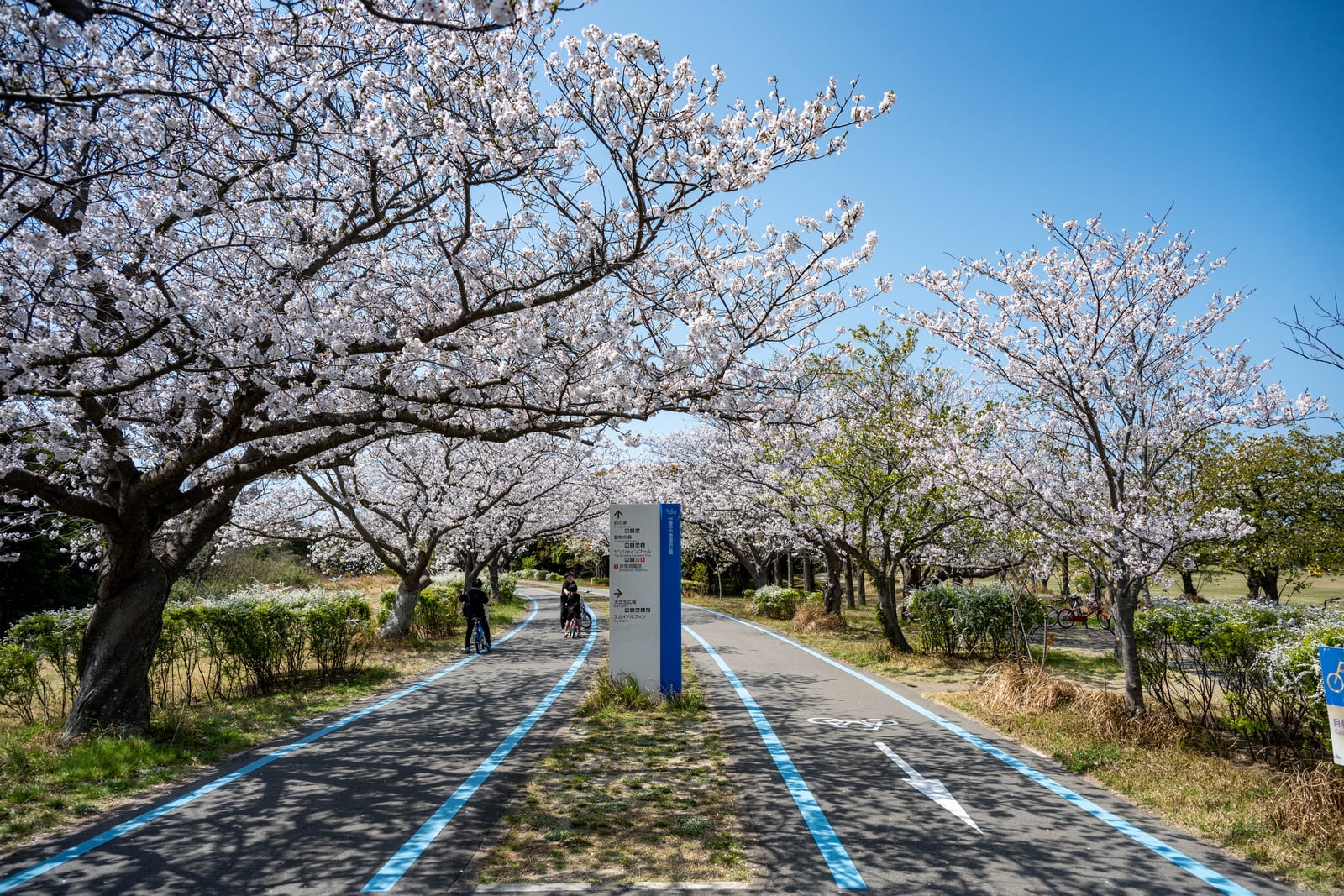 晴空下的粉白櫻花並木道與藍色自行車道｜2025/04 西日本賞櫻
