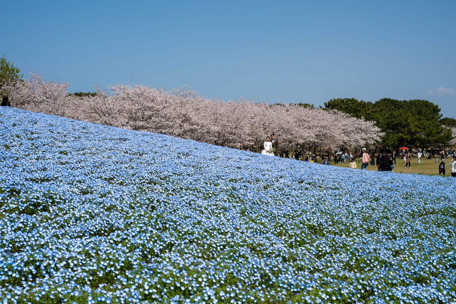 粉藍粉紅交織的春日花海斜坡景致｜2025/04 西日本賞櫻