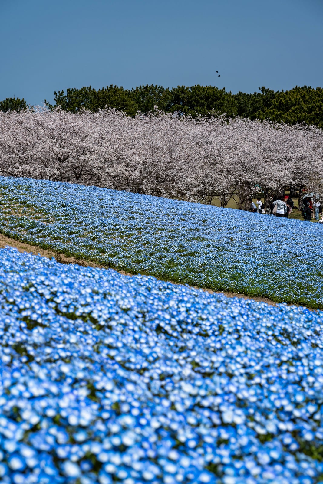粉藍粉紅交織的花海春景｜2025/04 西日本賞櫻