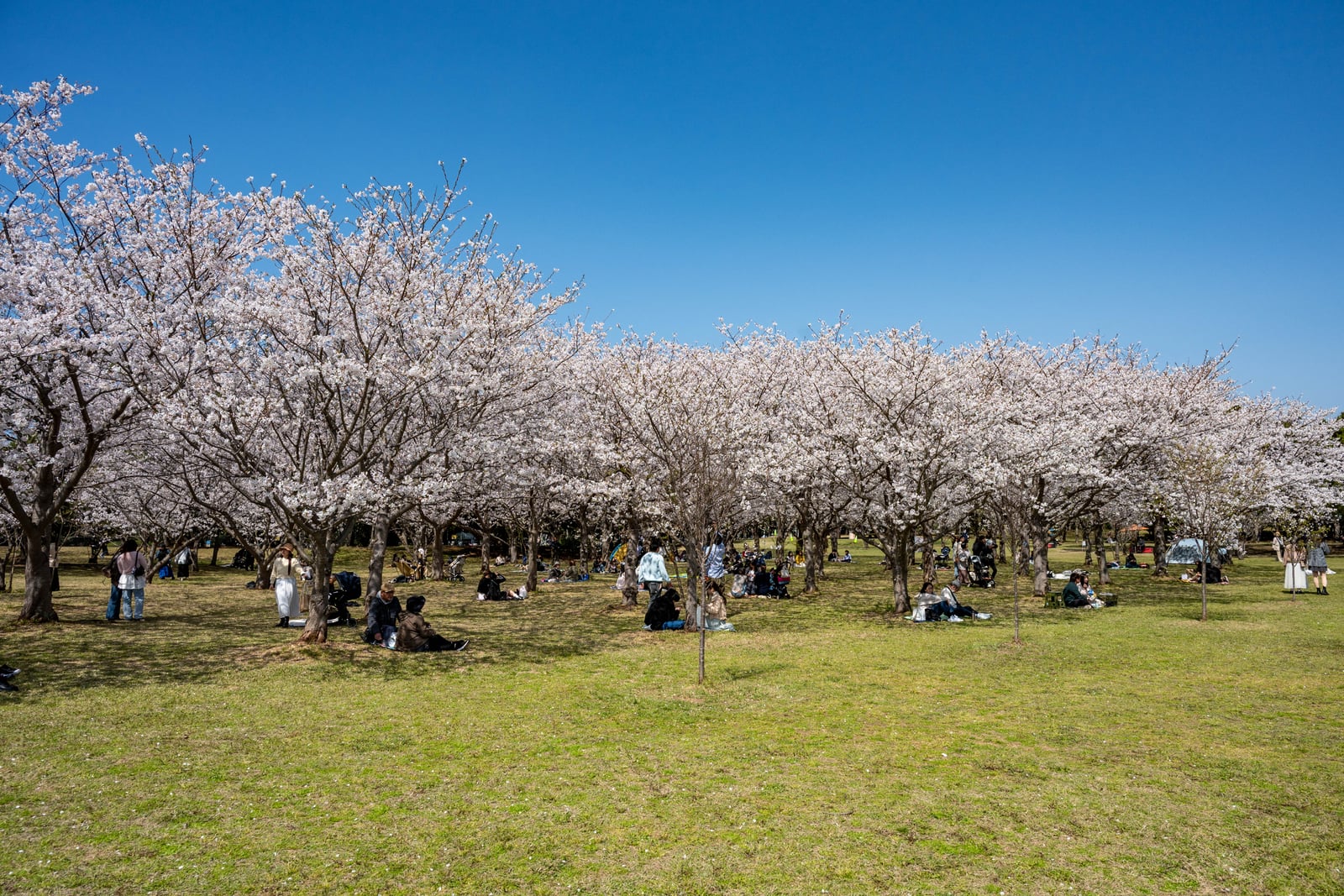 晴空下繁櫻盛開與草地上的野餐人潮｜2025/04 西日本賞櫻