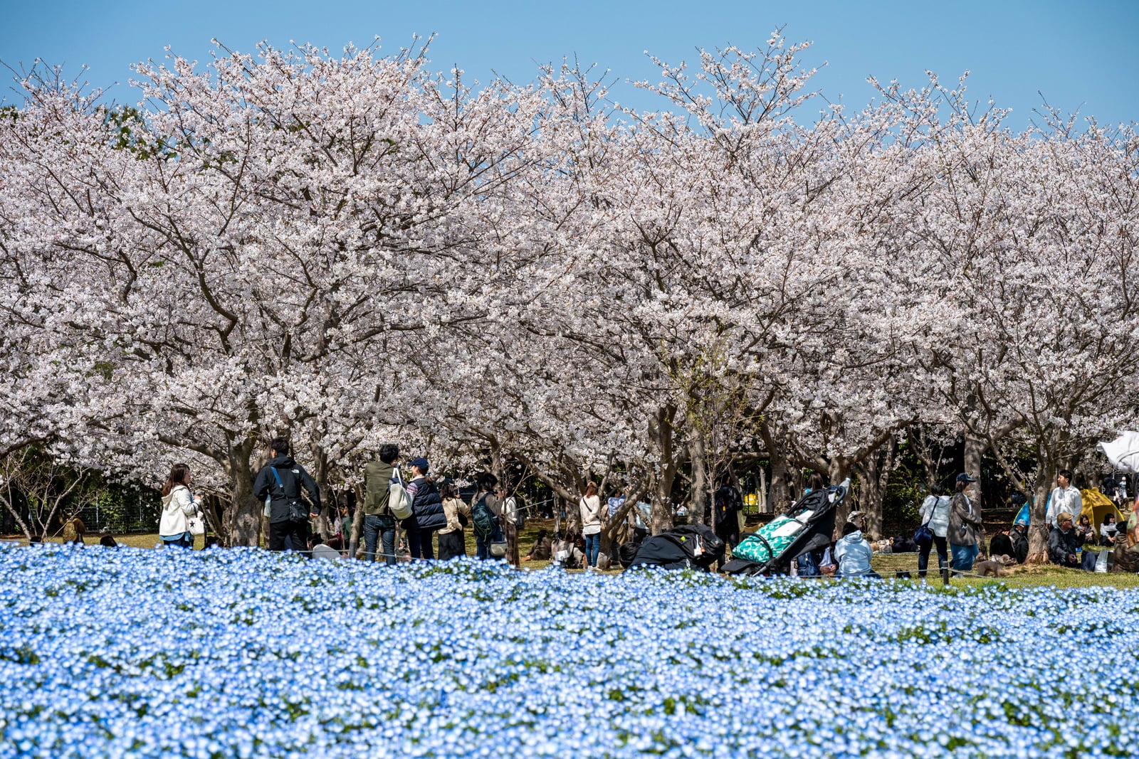 藍色粉蝶花海交織粉嫩櫻花林｜2025/04 西日本賞櫻