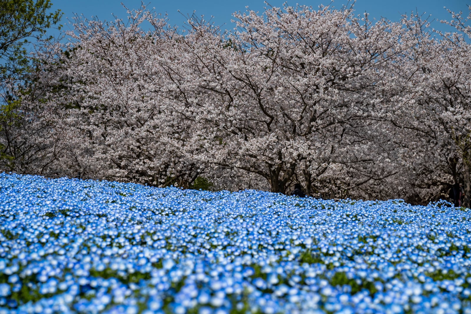 粉白櫻花與滿地藍色粉蝶花交織的春日景致｜2025/04 西日本賞櫻