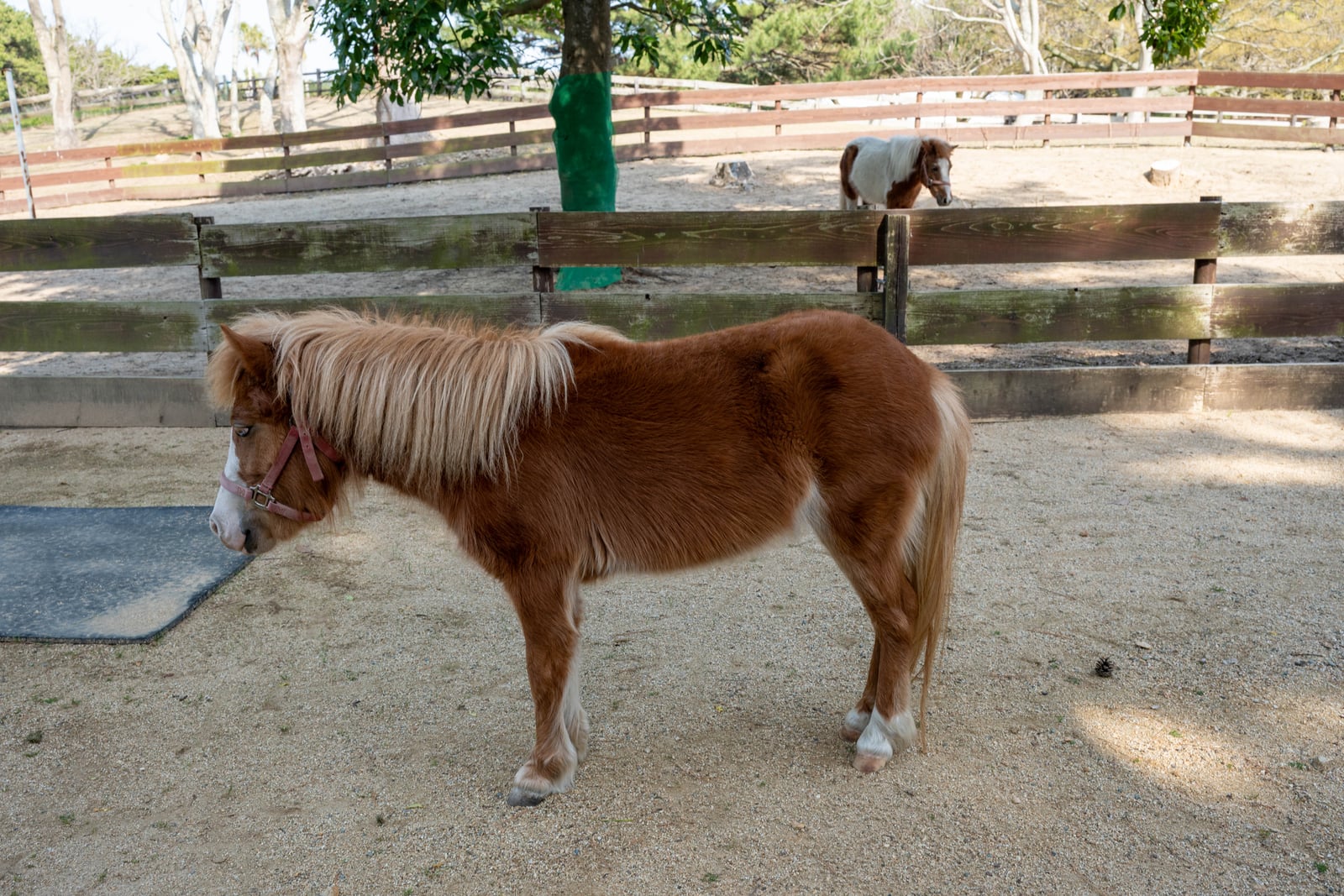 動物之森木柵內的可愛棕毛小馬｜2025/04 西日本賞櫻