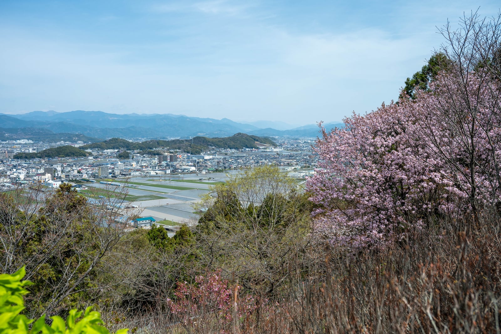 高知市郊外山丘俯瞰市景與粉嫩櫻花｜2025/04 西日本賞櫻