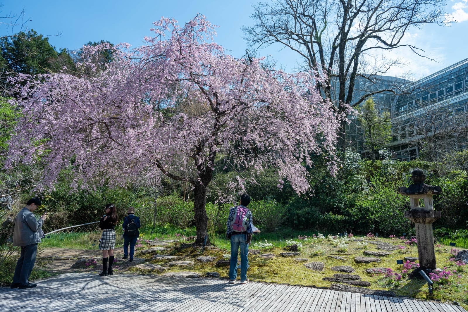 繁花盛開的枝垂櫻與庭園風光｜2025/04 西日本賞櫻