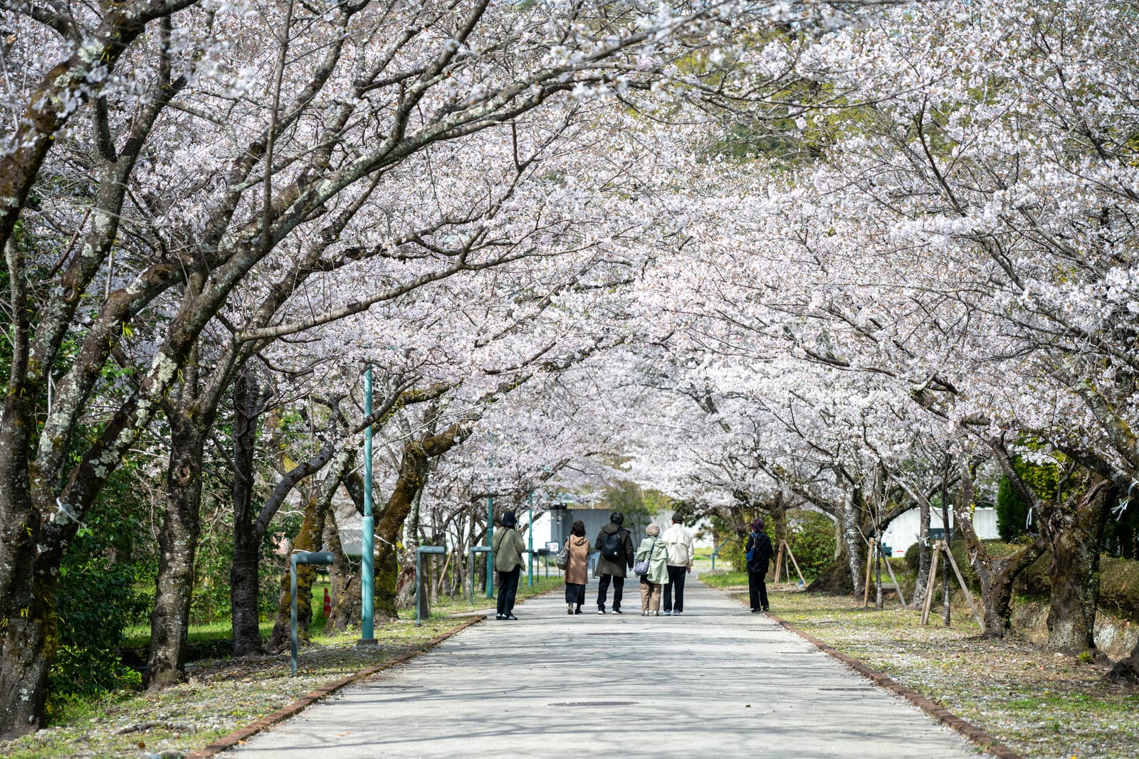 鏡野公園盛開櫻花隧道下的散步遊客｜2025/04 西日本賞櫻