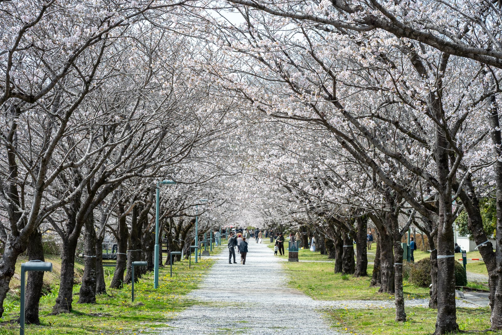 櫻花夾道綻放的綠意步道與漫步人群｜2025/04 西日本賞櫻