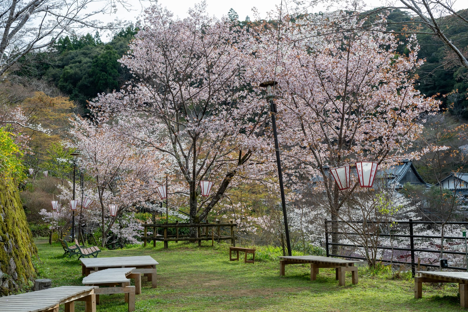 土方屋敷跡庭園的繁茂櫻木與日式燈籠｜2025/04 西日本賞櫻