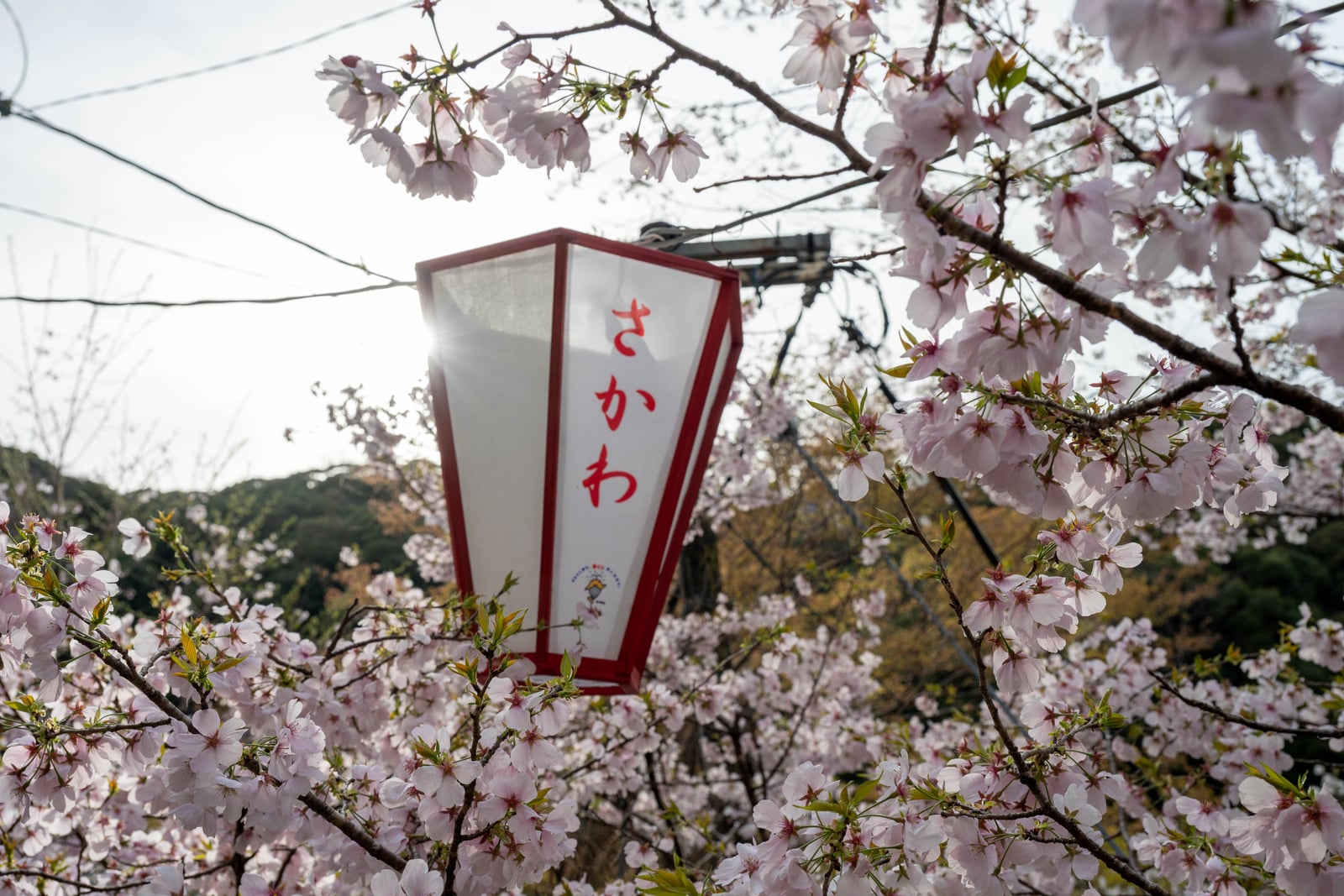 繁花簇擁中的紅色燈籠與逆光櫻花｜2025/04 西日本賞櫻