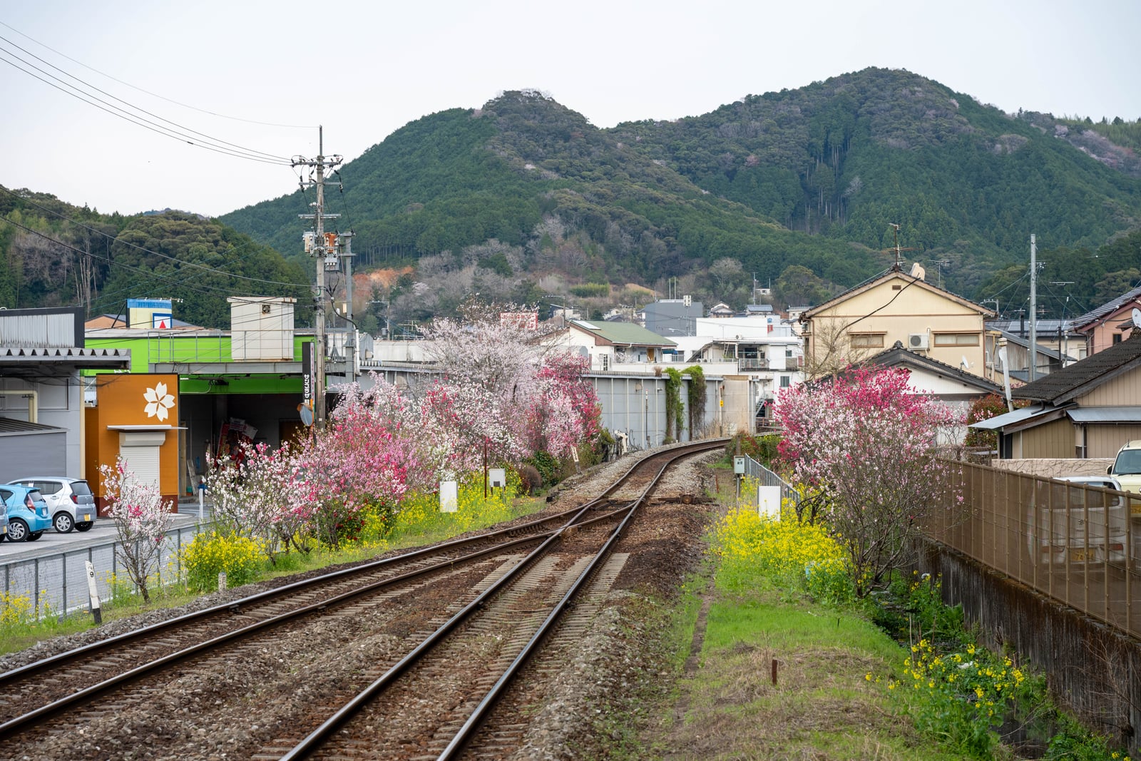 春櫻與油菜花點綴的佐川町鐵道風景｜2025/04 西日本賞櫻