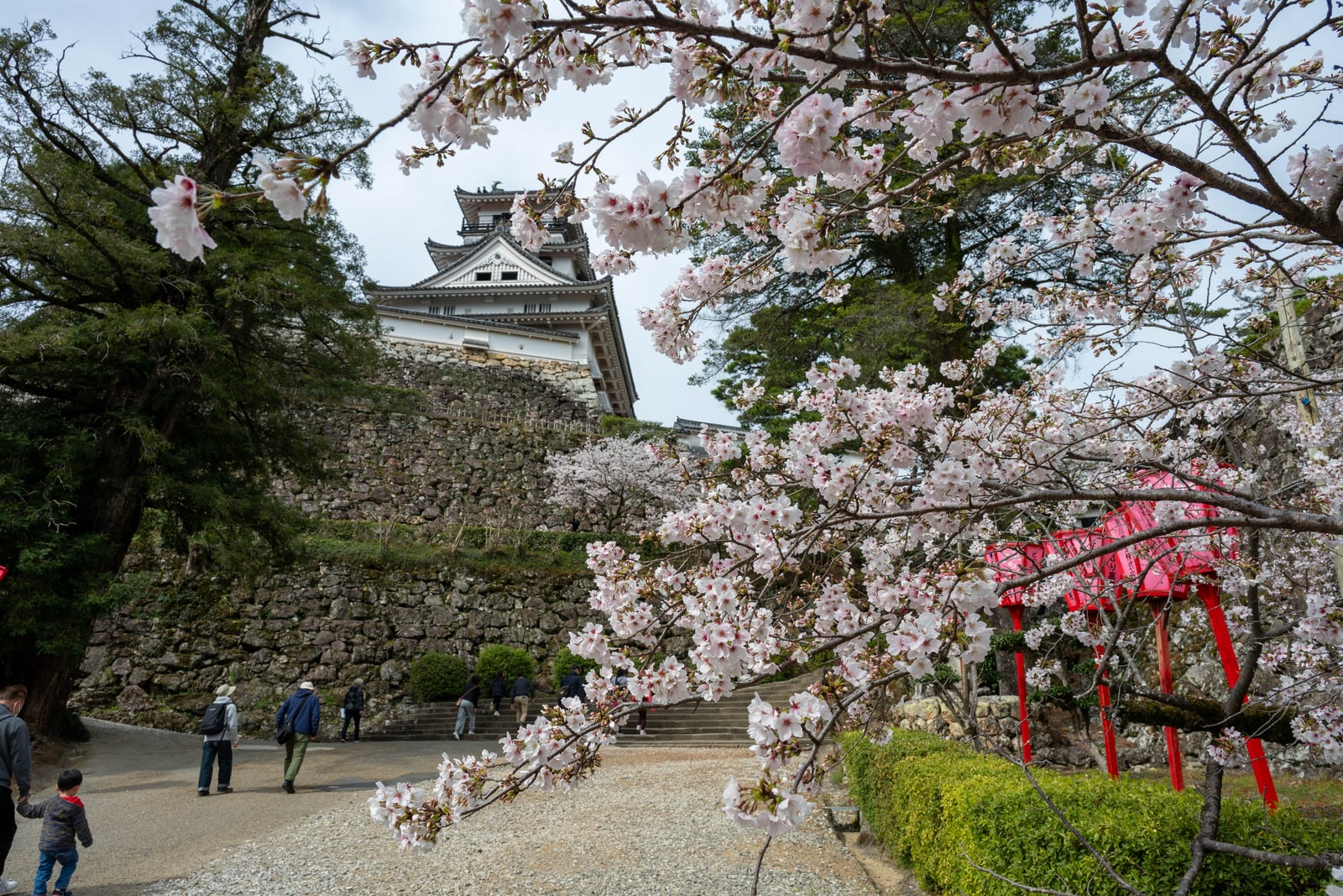 古城石垣與滿開櫻花交織的春日景致｜2025/04 西日本賞櫻