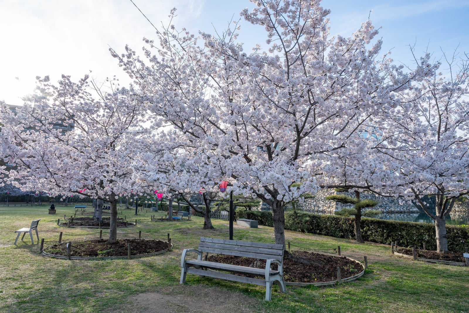 內堀公園盛開的櫻花與木長椅｜2025/04 西日本賞櫻