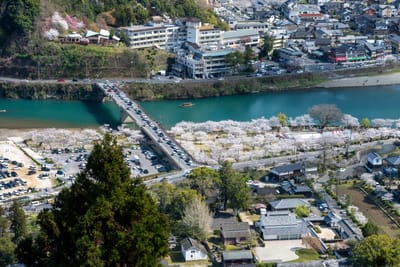岩國城二之丸跡俯瞰錦帶橋與滿開櫻花景色