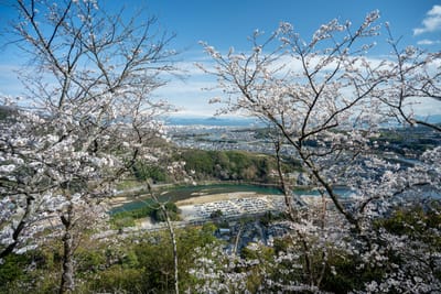 櫻花枝椏框景下的岩國市街與河流風光