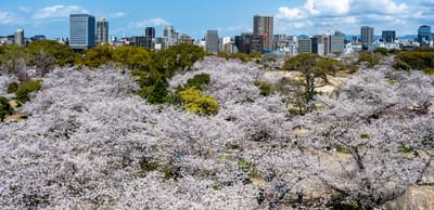 繁花簇擁的城市天際線與粉白櫻花海