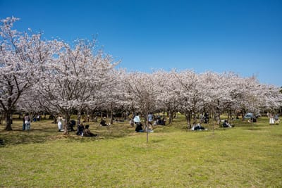 晴空下繁櫻盛開與草地上的野餐人潮