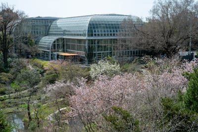 溫室玻璃帷幕與粉嫩櫻花樹林｜2025/04 西日本賞櫻