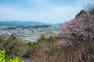 高知市郊外山丘俯瞰市景與粉嫩櫻花｜2025/04 西日本賞櫻