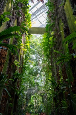 溫室綠意盎然的垂直植物牆與透光玻璃頂｜2025/04 西日本賞櫻
