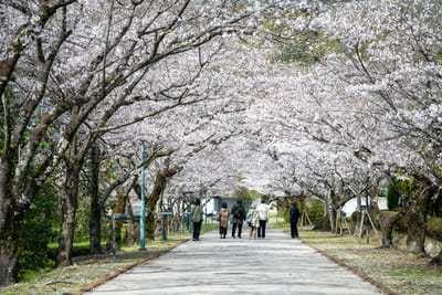 鏡野公園盛開櫻花隧道下的散步遊客｜2025/04 西日本賞櫻