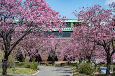 粉嫩櫻花夾道綻放與綠頂建築景致｜2025/04 西日本賞櫻
