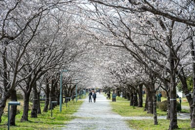 櫻花夾道綻放的綠意步道與漫步人群｜2025/04 西日本賞櫻
