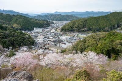 登上物見岩俯瞰佐川町春日景致｜2025/04 西日本賞櫻