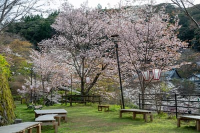 土方屋敷跡庭園的繁茂櫻木與日式燈籠｜2025/04 西日本賞櫻