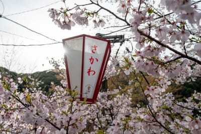 繁花簇擁中的紅色燈籠與逆光櫻花｜2025/04 西日本賞櫻