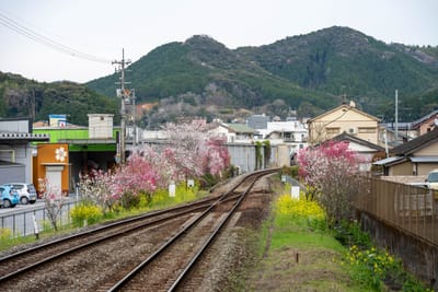 春櫻與油菜花點綴的佐川町鐵道風景