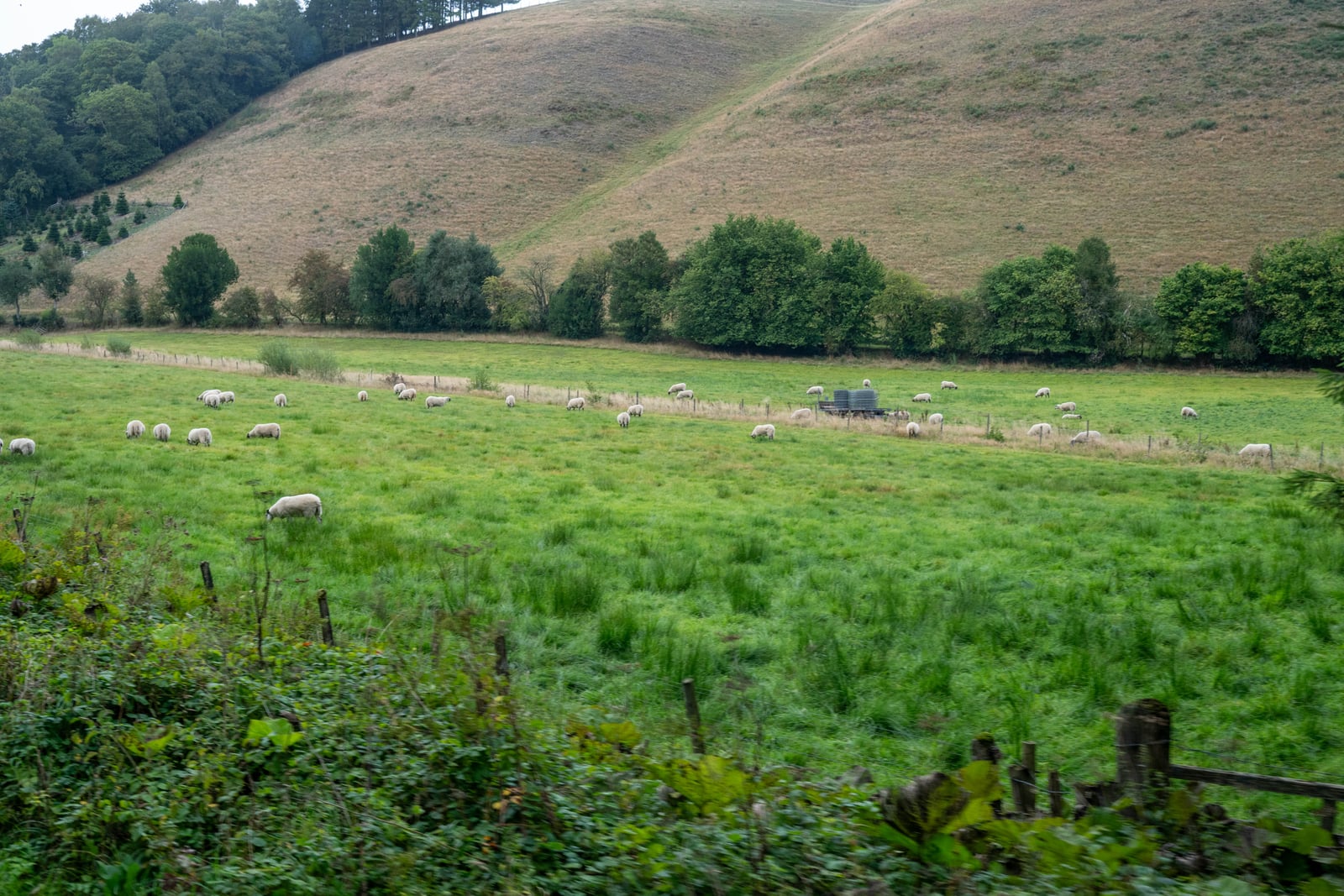 綠意山谷中悠閒吃草的成群綿羊｜2025/09 英國