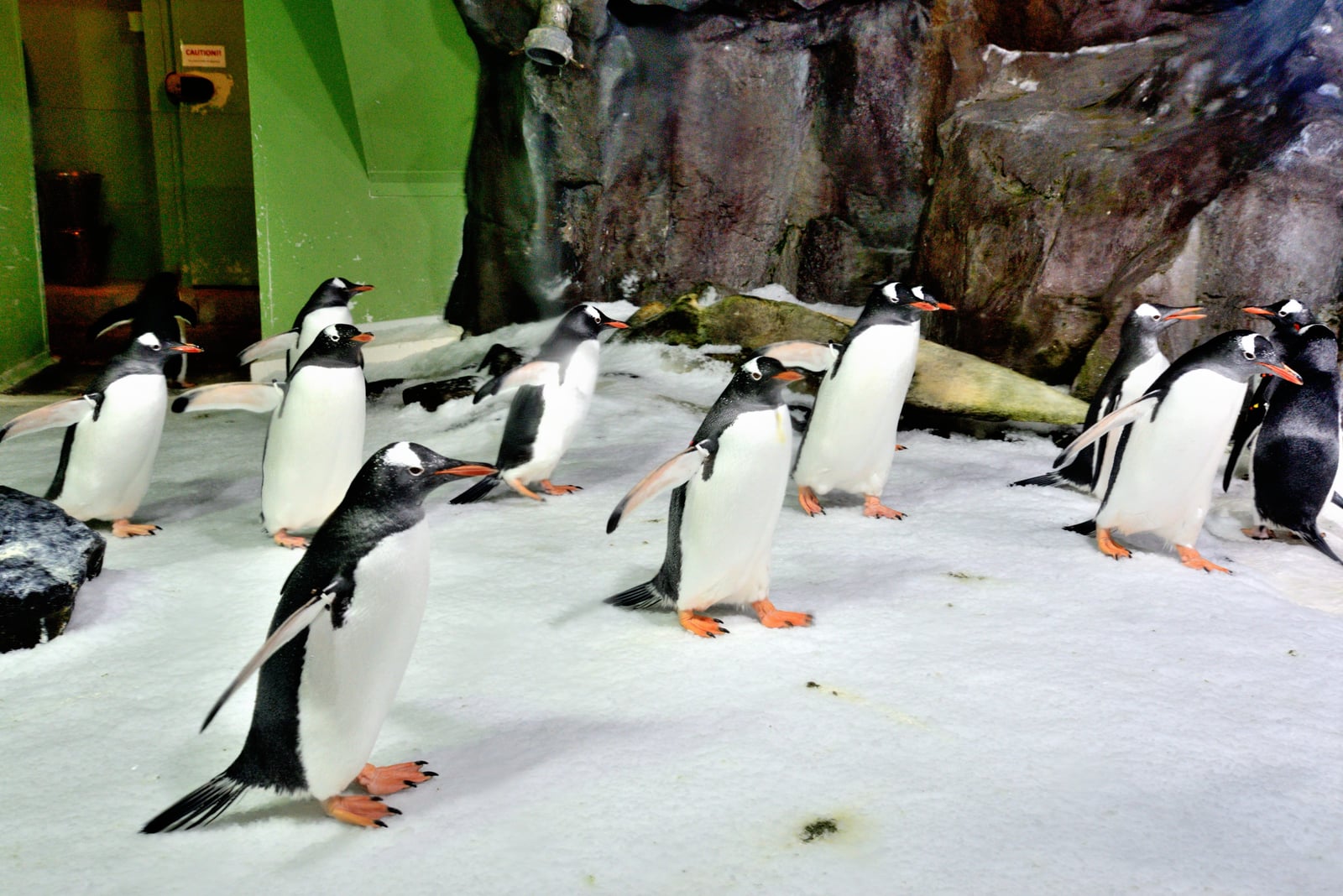 凱莉塔頓水族館內活躍的企鵝群體｜2016/04 紐西蘭南北島