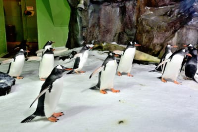 凱莉塔頓水族館內活躍的企鵝群體