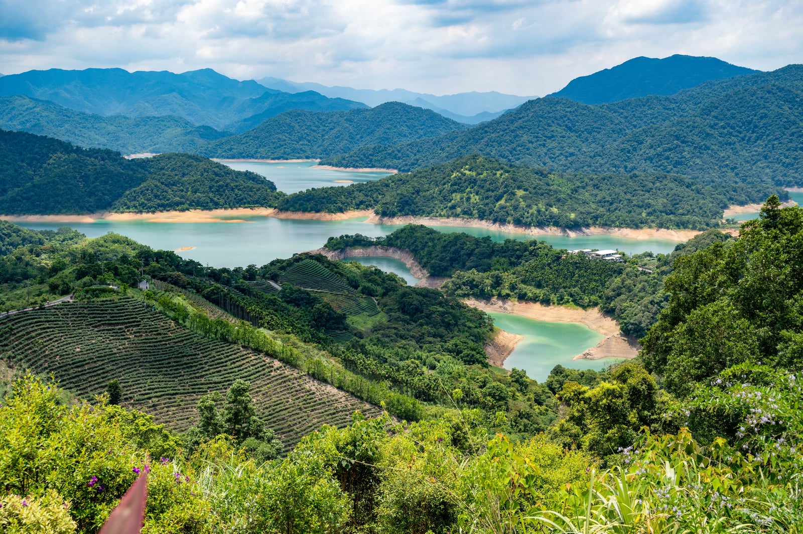 千島湖畔層疊茶園與翠綠山巒景致｜國內本島（北/中/東部）