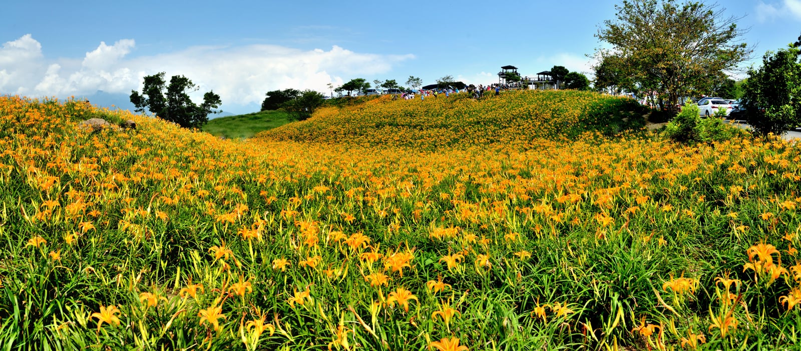 六十石山金針花海綻放金黃山坡｜國內本島（北/中/東部）