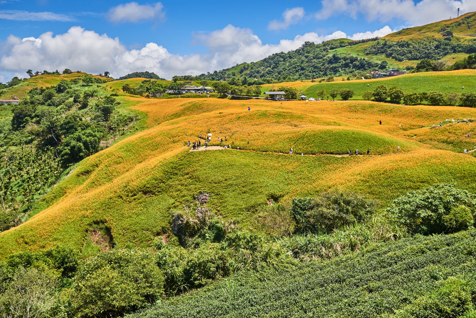六十石山金針花海滿山金黃景色｜國內本島（北/中/東部）
