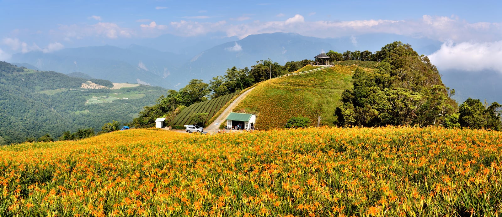 金針山金黃花海與翠綠山稜美景｜國內本島（北/中/東部）