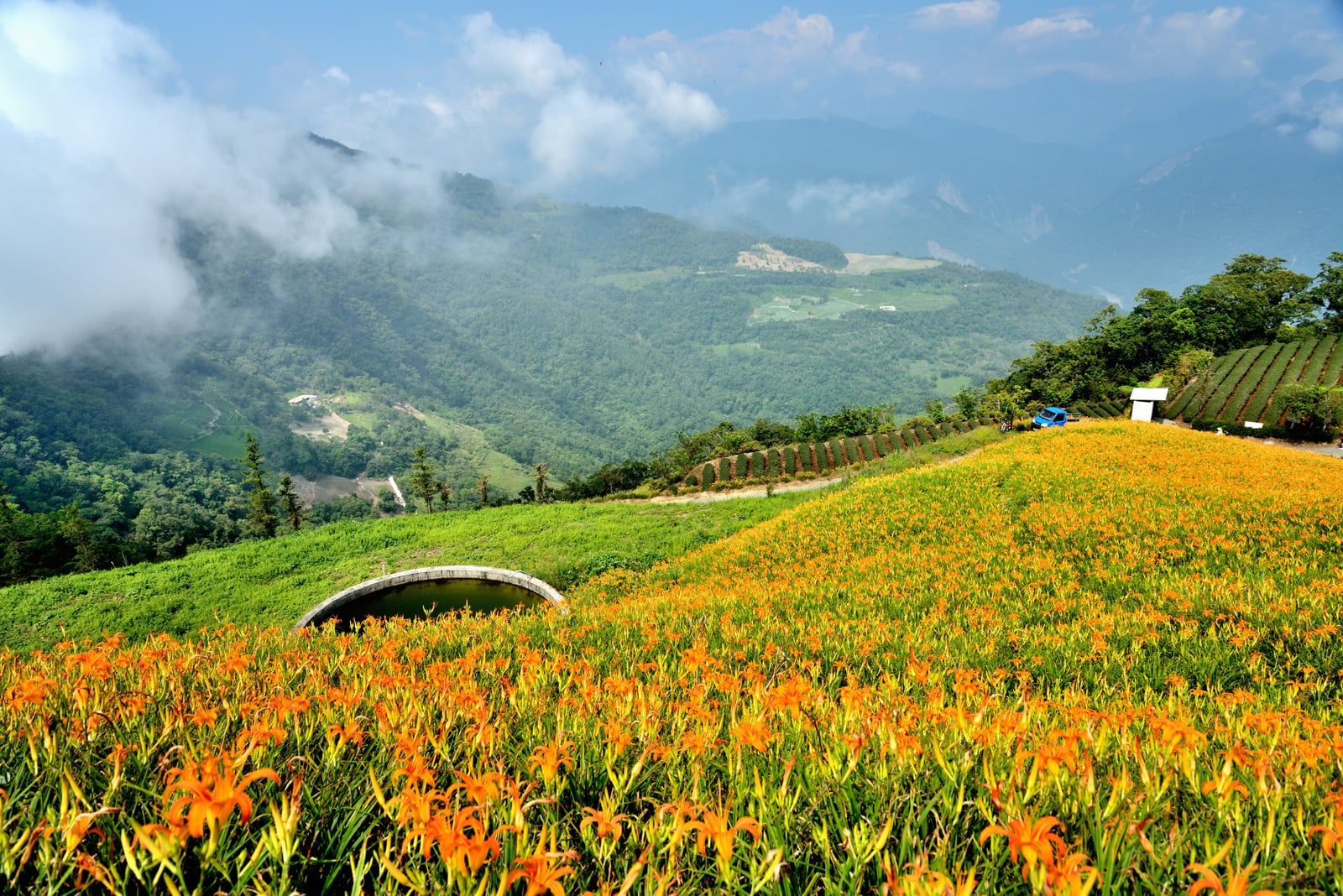 金針山滿山金黃花海與翠綠山景｜國內本島（北/中/東部）