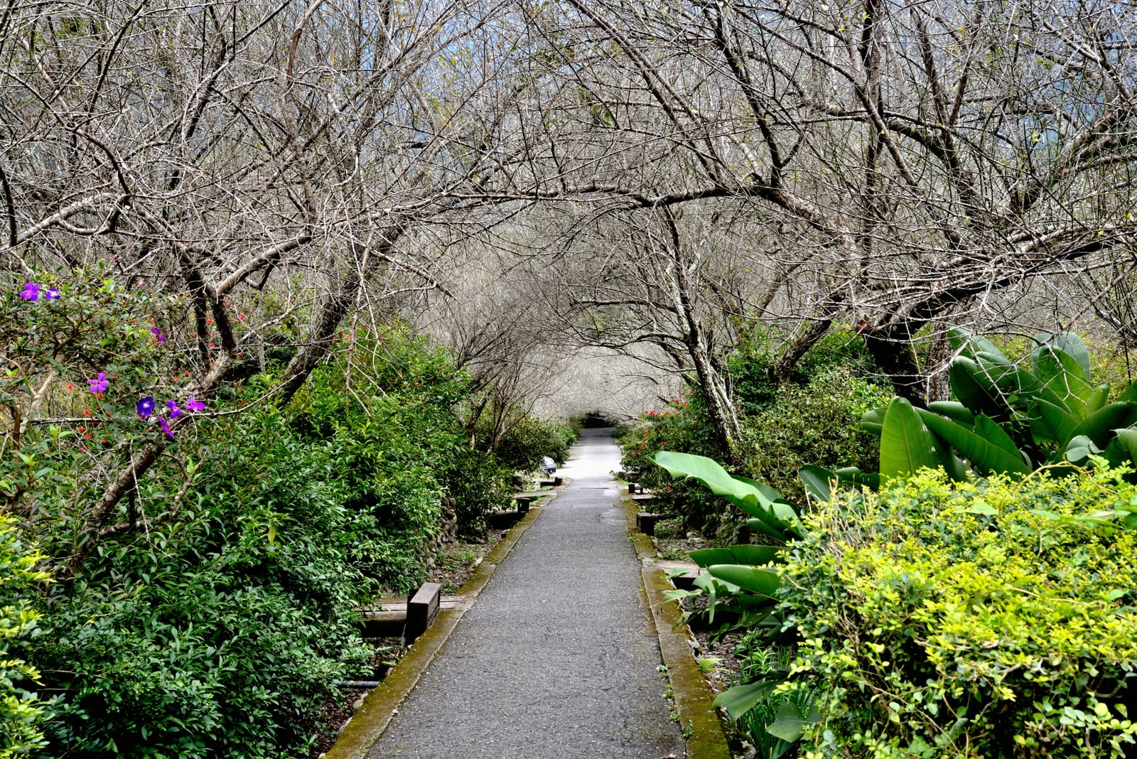 棲蘭森林遊樂區綠意盎然的林間步道｜國內本島（北/中/東部）