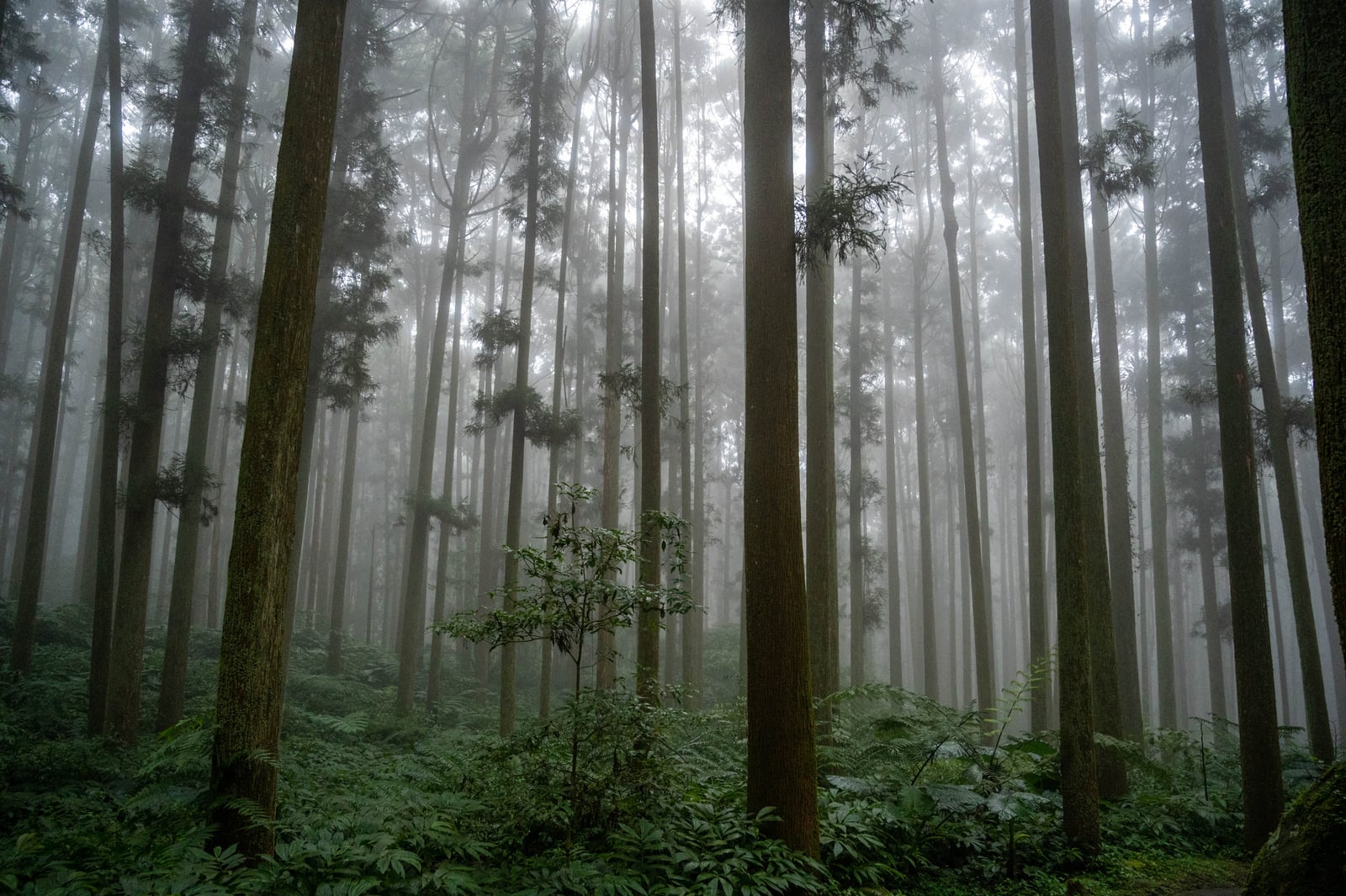 溪頭銀杏橋旁高聳柳杉林木與迷離山霧｜國內本島（北/中/東部）