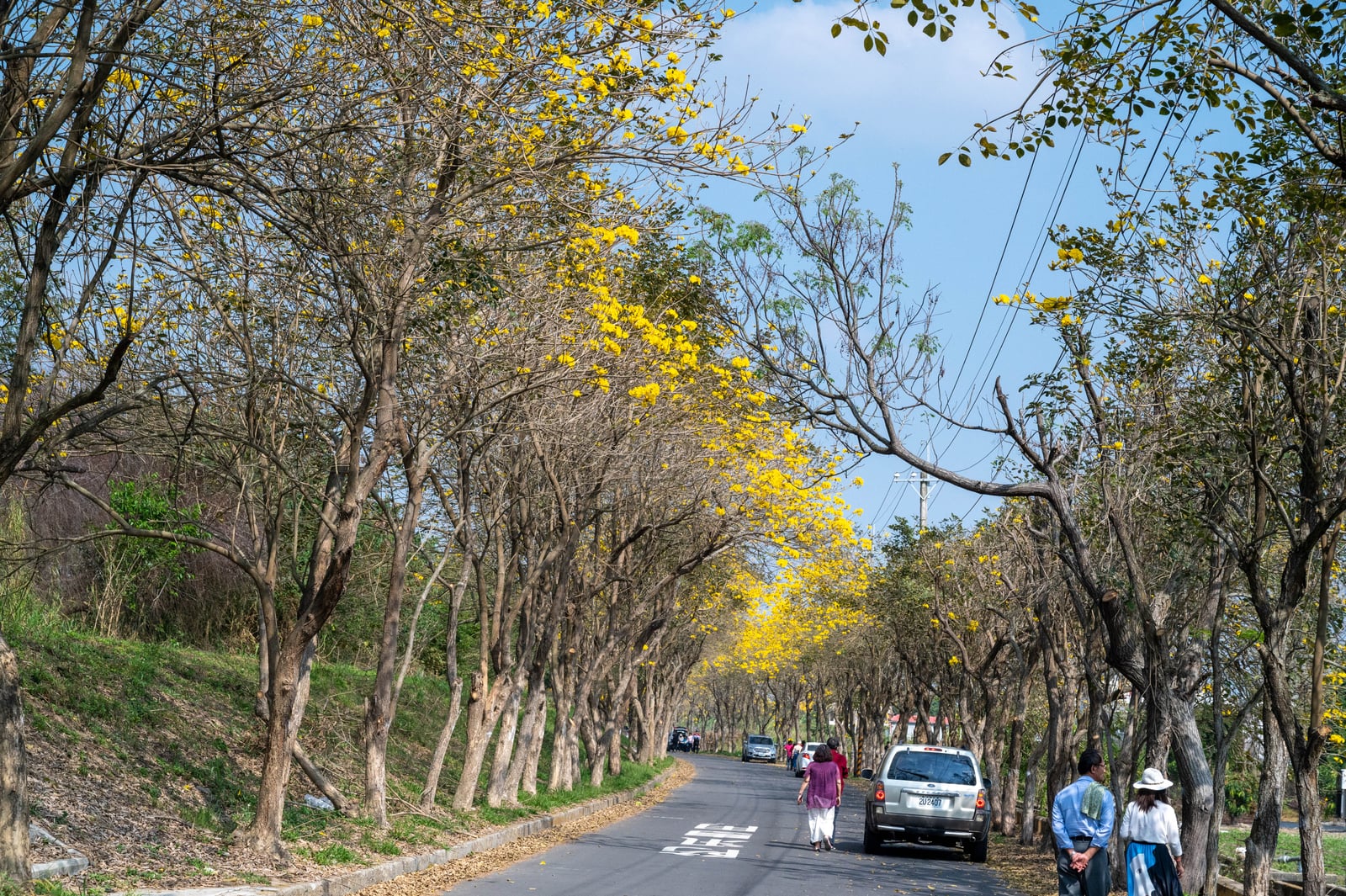 太保市道路兩旁綻放的金黃風鈴木｜國內本島（北/中/東部）